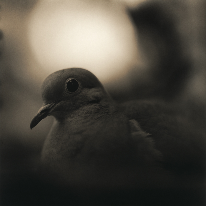175_shaw09mourning-dove-2011.jpg