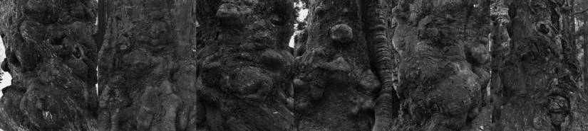 03 Taihi Hirokawa  Time and tide　―age of the tree― ＃2.jpg