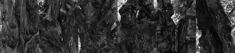 04 Taihi Hirokawa  Time and tide　―age of the tree― ＃3.jpg
