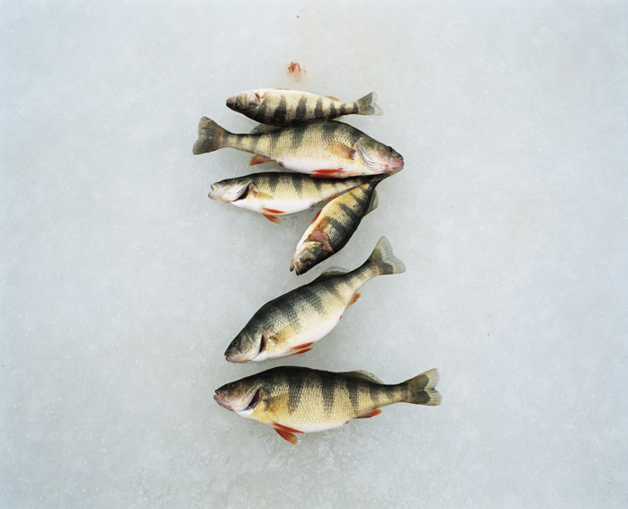 381_perch-on-ice.jpg