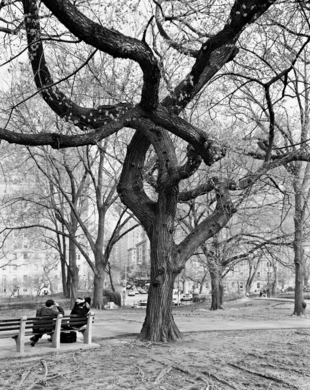 5.American Elm, Central Park, New York 2011.tif