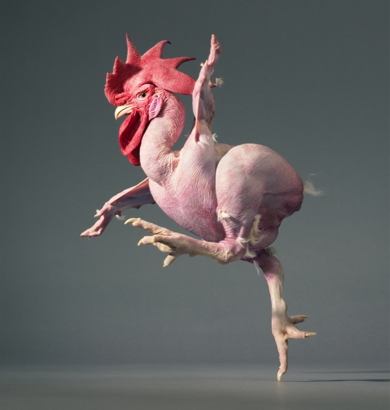 AP.Running-chicken.jpg