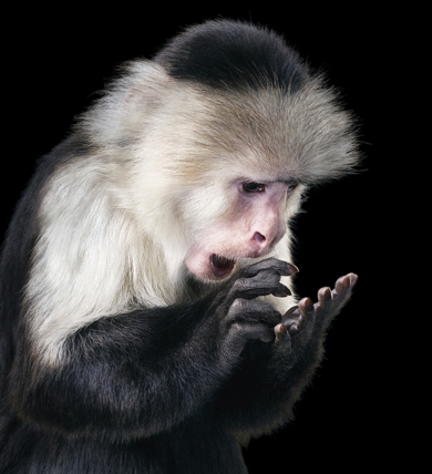 AP Capuchin.jpg