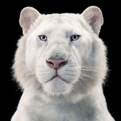 AP White Tiger.jpg