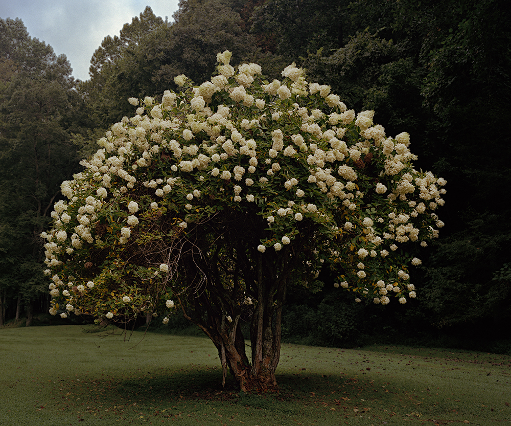 magnolia+treeRTP.jpg